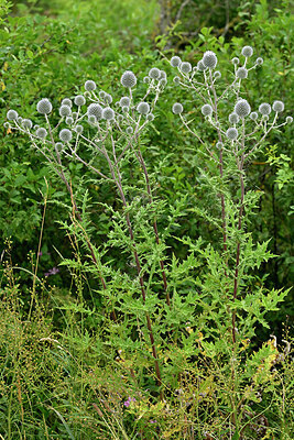 BUITEN BEELD Foto: 436949