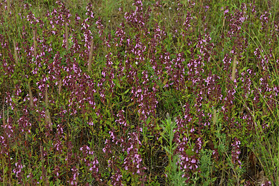 BUITEN BEELD Foto: 436951