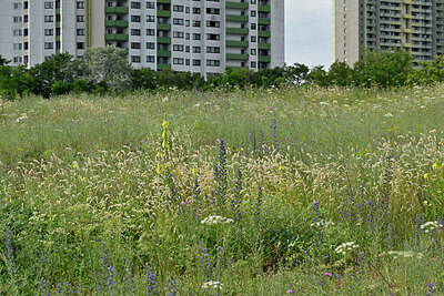 BUITEN BEELD Foto: 436954