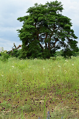 BUITEN BEELD Foto: 436955