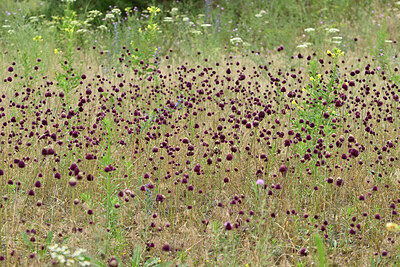 BUITEN BEELD Foto: 436956