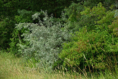 BUITEN BEELD Foto: 436958