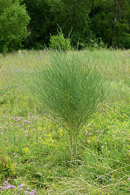 BUITEN BEELD Foto: 436959