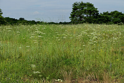 BUITEN BEELD Foto: 436960