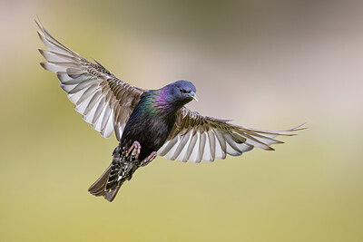 BUITEN BEELD Foto: 436988