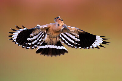 BUITEN BEELD Foto: 436994