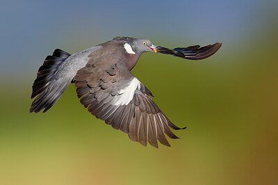 BUITEN BEELD Foto: 436998