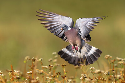 BUITEN BEELD Foto: 436999