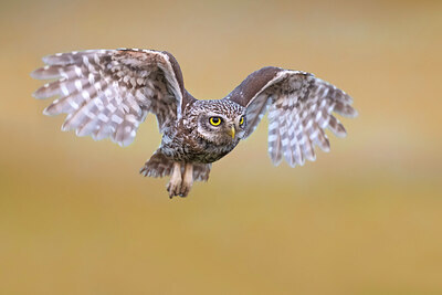 BUITEN BEELD Foto: 437002