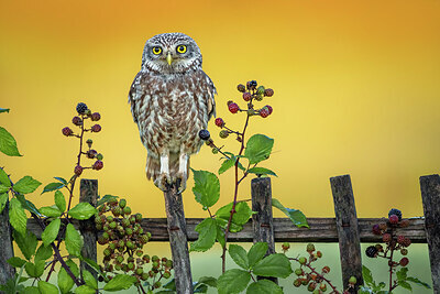 BUITEN BEELD Foto: 437003