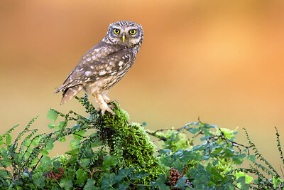BUITEN BEELD Foto: 437004