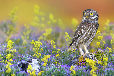 BUITEN BEELD Foto: 437005