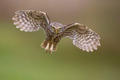 BUITEN BEELD Foto: 437008