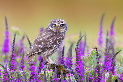 BUITEN BEELD Foto: 437024