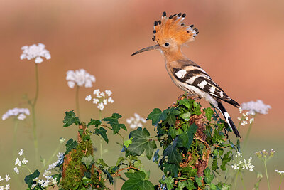 BUITEN BEELD Foto: 437025