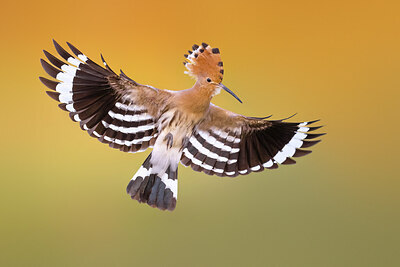 BUITEN BEELD Foto: 437039