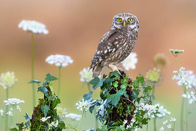 BUITEN BEELD Foto: 437040