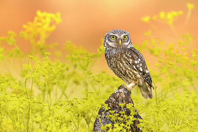 BUITEN BEELD Foto: 437041