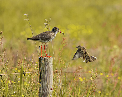 BUITEN BEELD Foto: 437057