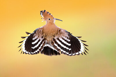 BUITEN BEELD Foto: 437079