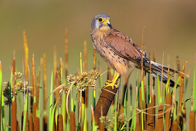 BUITEN BEELD Foto: 437080