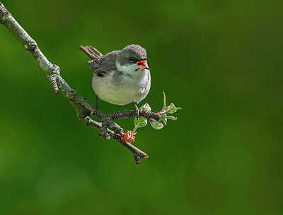 BUITEN BEELD Foto: 437083