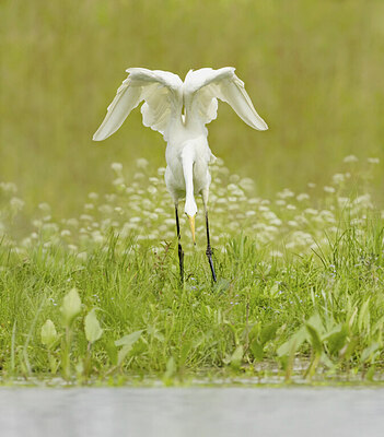 BUITEN BEELD Foto: 437084