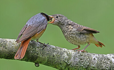BUITEN BEELD Foto: 437087