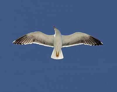 BUITEN BEELD Foto: 437113