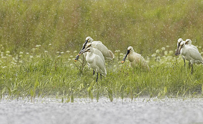 BUITEN BEELD Foto: 437116