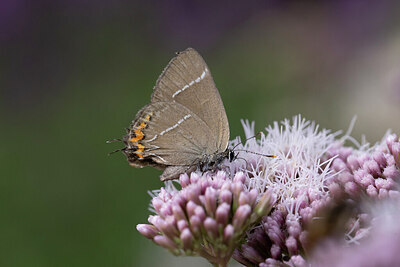 BUITEN BEELD Foto: 437118