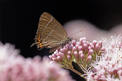 BUITEN BEELD Foto: 437119