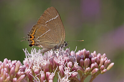 BUITEN BEELD Foto: 437120