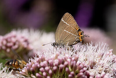 BUITEN BEELD Foto: 437122