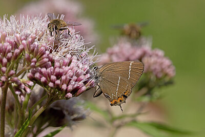 BUITEN BEELD Foto: 437123