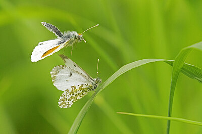 BUITEN BEELD Foto: 437124
