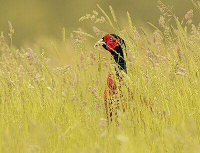 BUITEN BEELD Foto: 437125