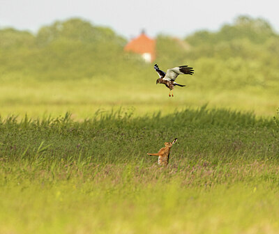 BUITEN BEELD Foto: 437126