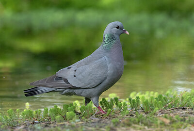 BUITEN BEELD Foto: 437127