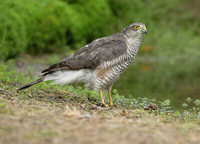BUITEN BEELD Foto: 437128