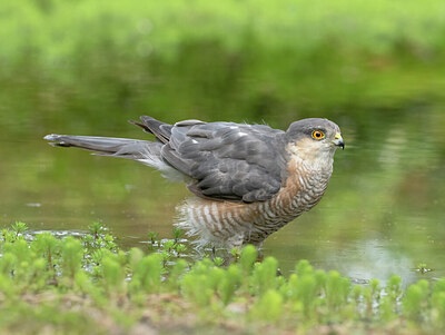 BUITEN BEELD Foto: 437134