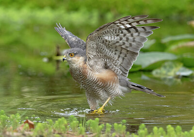 BUITEN BEELD Foto: 437135