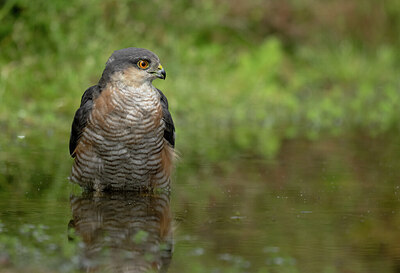BUITEN BEELD Foto: 437136