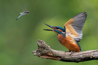 BUITEN BEELD Foto: 437142