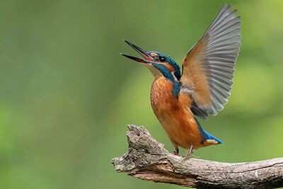 BUITEN BEELD Foto: 437143