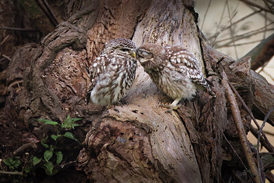 BUITEN BEELD Foto: 437146