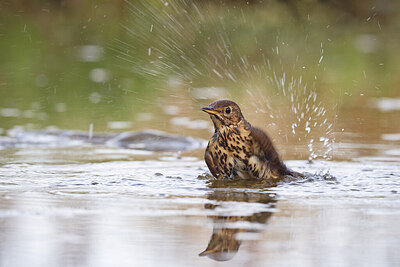 BUITEN BEELD Foto: 437148