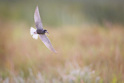 BUITEN BEELD Foto: 437149