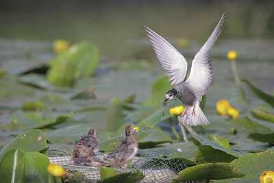 BUITEN BEELD Foto: 437150