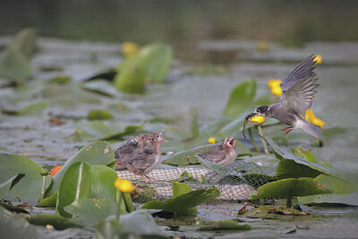 BUITEN BEELD Foto: 437151